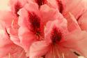 Delicate Petals I