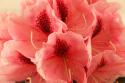 Delicate Petals II