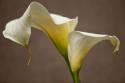 Calla Elegance I