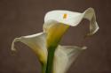 Calla Elegance II