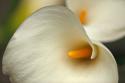 Calla Lilies I