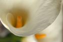 Calla Lilies II