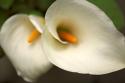 Calla Lilies III
