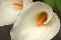 Calla Lilies IV