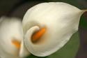 Calla Lilies V