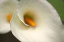 Calla Lilies VI