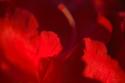 Crimson Petals I