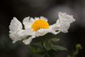 Matilija Poppy I