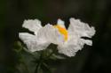 Matilija Poppy II