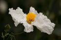 Matilija Poppy III