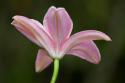 Lily I