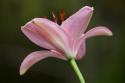 Lily II
