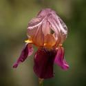 Annemarie's Irises I