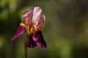 Annemarie's Irises III