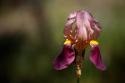 Annemarie's Irises IV