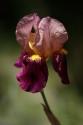 Annemarie's Irises V