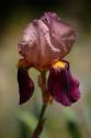 Annemarie's Irises VI