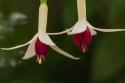 Dancing Fuchsias I