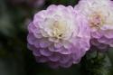 Lavender Dahlia X