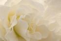 Delicate Begonia I