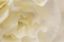 Soft White Begonia I