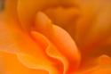 Begonia Glow I
