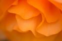 Begonia Glow II