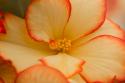 Camille's Begonias I