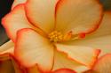 Camille's Begonias II