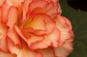 Festive Begonia I