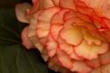 Festive Begonia II