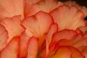 Festive Begonia III