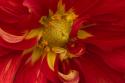 Fiery Dahlia I