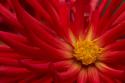 Fiery Dahlia II