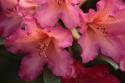 Exotic Rhodies I