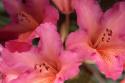 Exotic Rhodies II