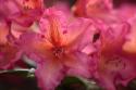Exotic Rhodies III