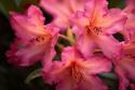 Exotic Rhodies IV
