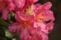Exotic Rhodies V