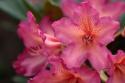 Exotic Rhodies VI