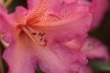 Exotic Rhodies VII