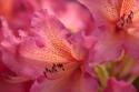 Exotic Rhodies VIII