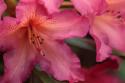 Exotic Rhodies IX