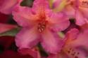 Exotic Rhodies X