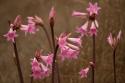 Naked Ladies I