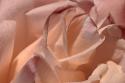 Heart of a Rose X