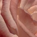 Heart of a Rose XI