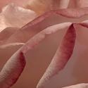 Heart of a Rose XII