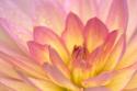 China Doll Dahlia II