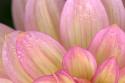 China Doll Petals I